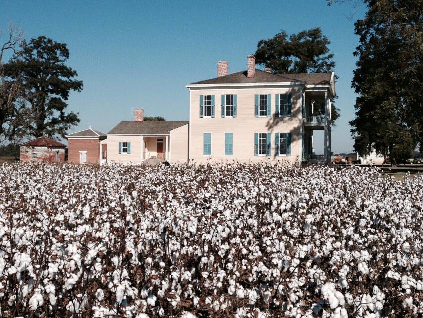 The Cotton Song